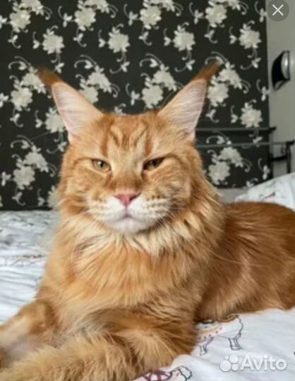 Котята маинкуны