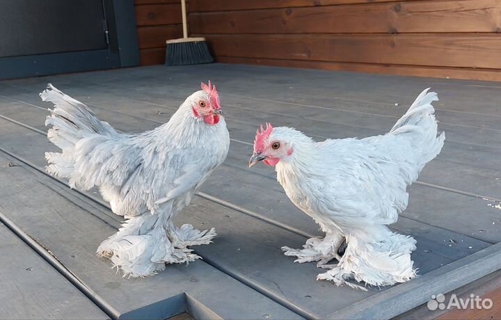 Петушки породы Мильфлёр 3,5 месяца