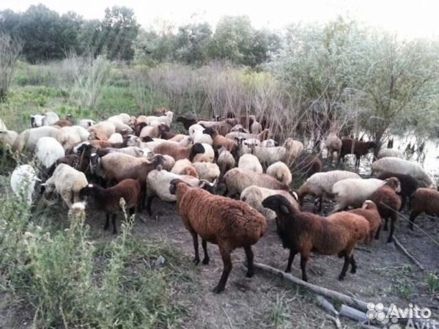 Бараны, овцы, козы