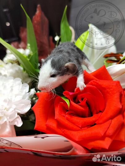 Крыса крыска и крысята