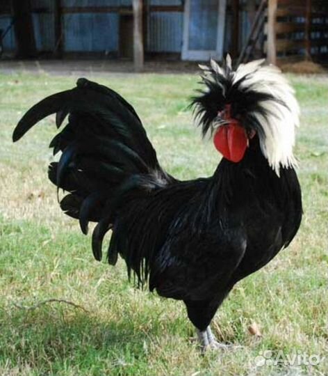 Голландская белохохлая инкубационное яйцо