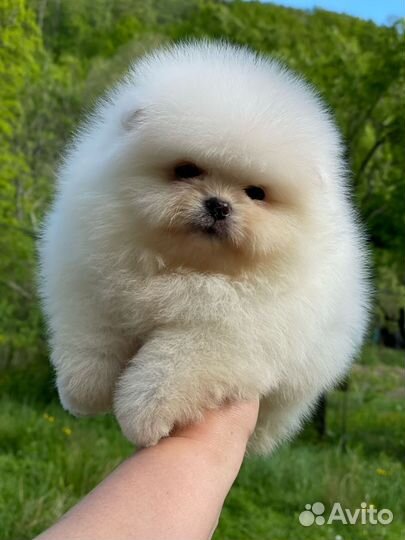 Супер мальчик померанского шпица