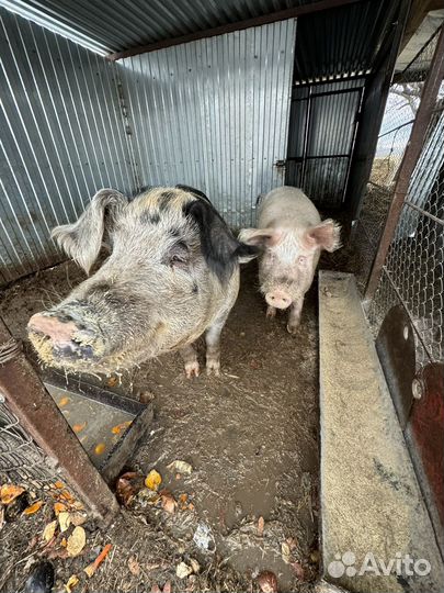 Домашняя свинья