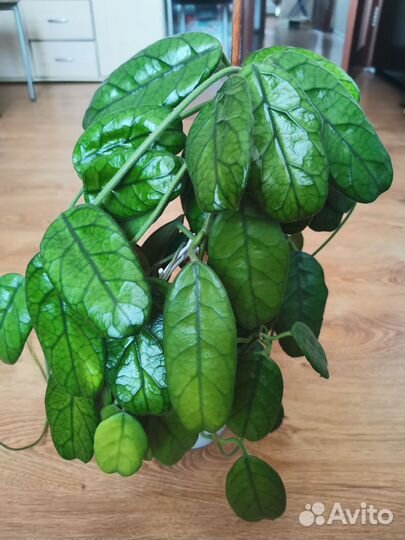 Хойя Villosa Cao Dang Vietnam