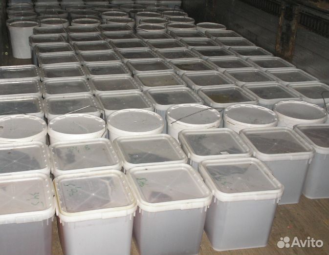 Жидкий мед оптом луговой