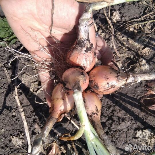 Лук семейный (шалот) несколько видов на семена