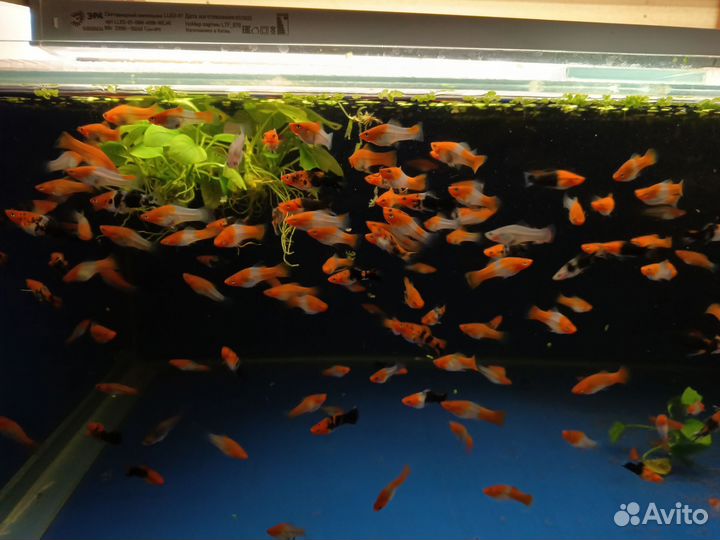 Меченосцы Кои Санта