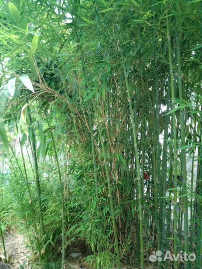 Бамбук