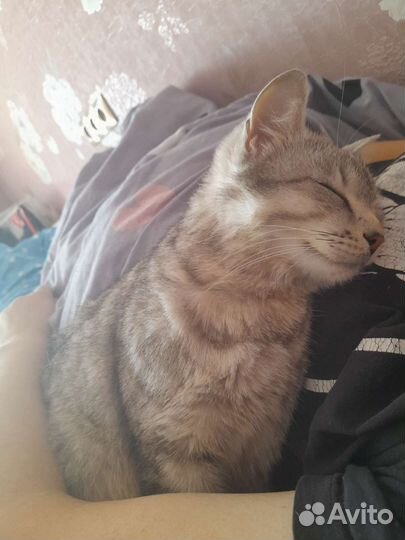Кошка в дар