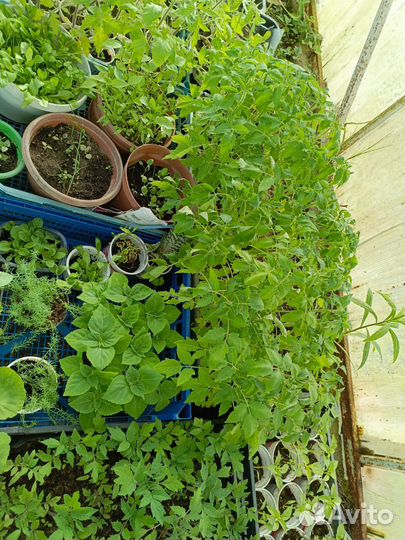 Рассада помидор и прочее