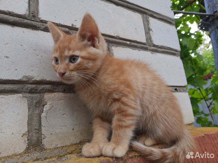 Котенок в добрые руки