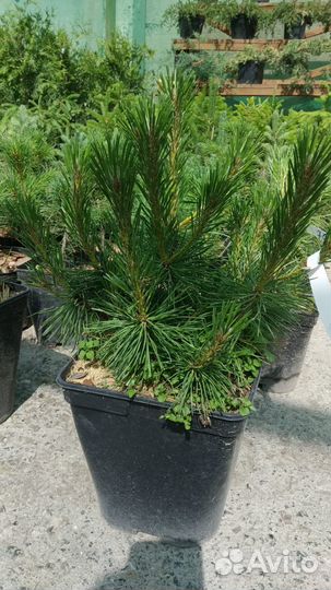 Саженцы горной сосны 