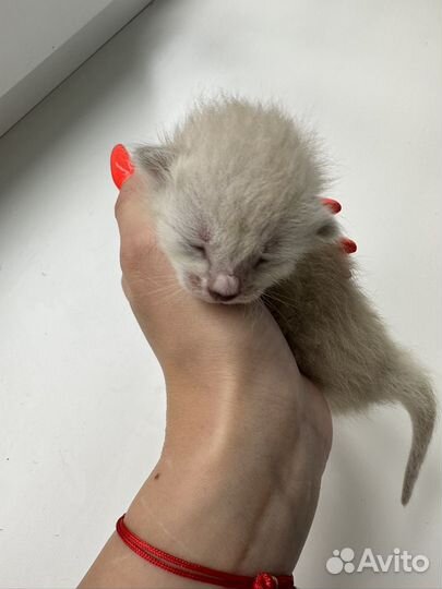 Котята бесплатно