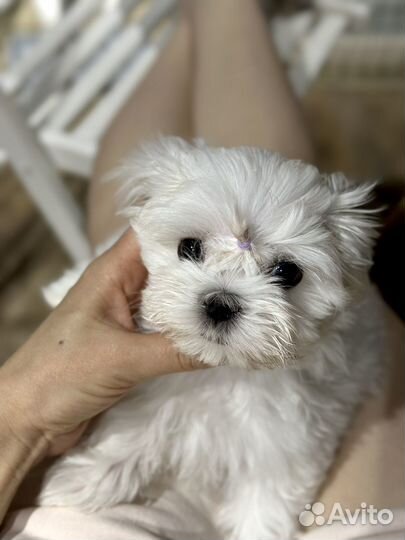 Мальтезе мини мальчик