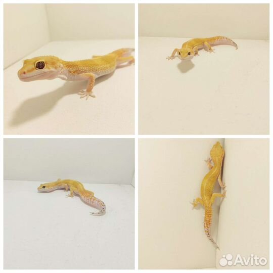 Эублефары взрослые