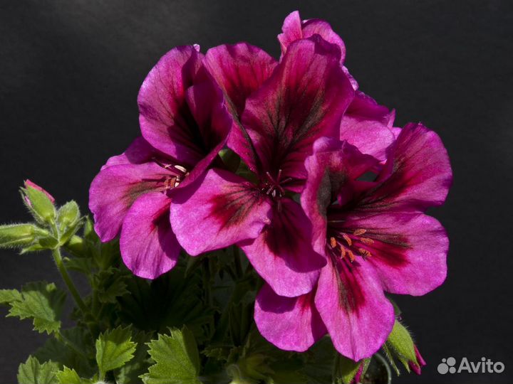 Пеларгония королевская