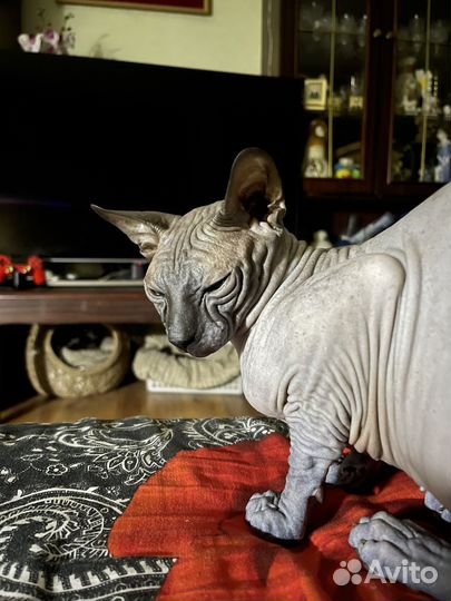 Кошки донской сфинкс