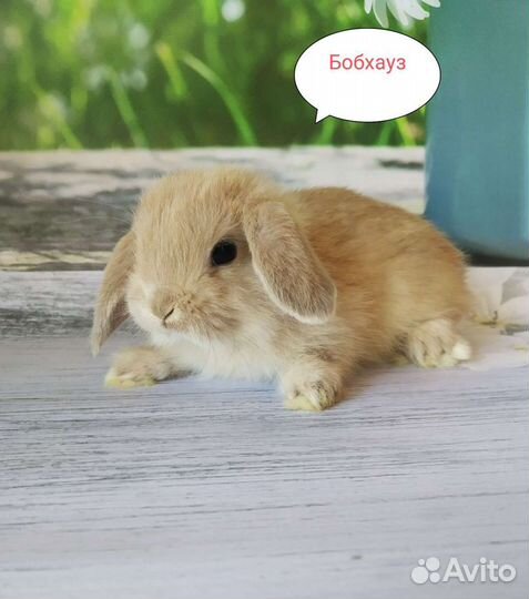 Крольчата и кролики карликовых пород для вас