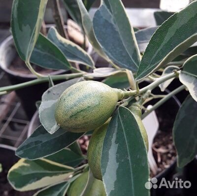 Кинкан маргарита вариегатный