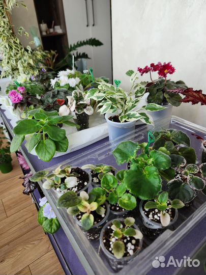 Фиалки детки