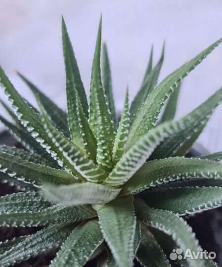 Суккулент хавортия