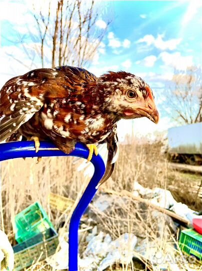 Куры молодки Супер Ник, Родинит, Доминант