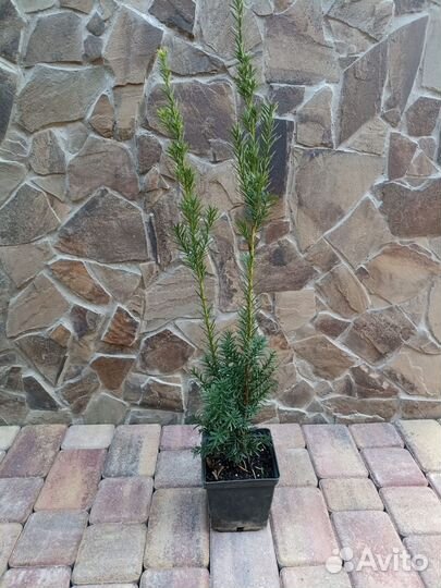 Саженцы хвойных растений