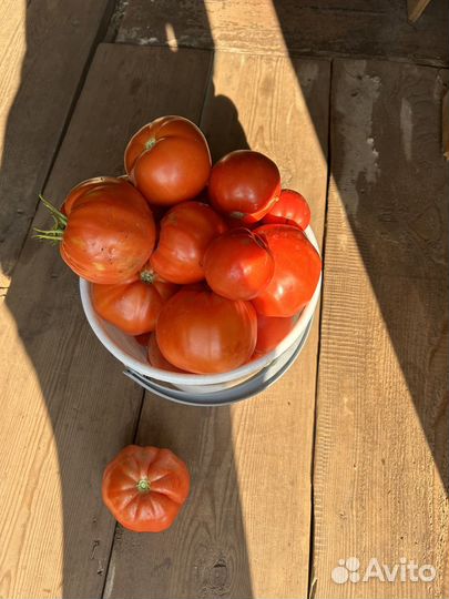 Помидоры свежие