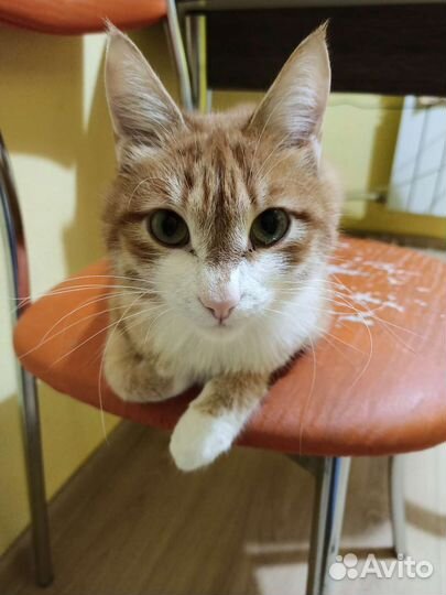 Отдам кота в добрые руки