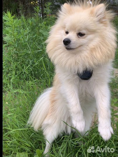 Немецкий шпиц вязка мальчик