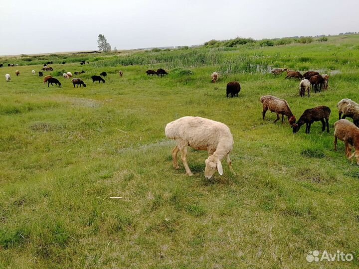 Курдючные бараны овцы