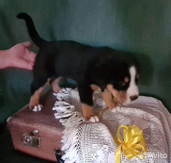 Щенки Зенненхунд