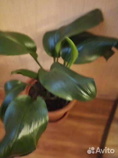 Эухарис амазонская лилия