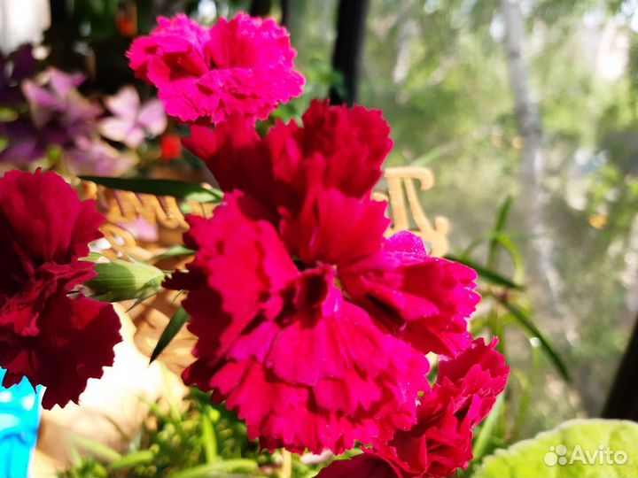 Гвоздика ампельная комнатная горшечная