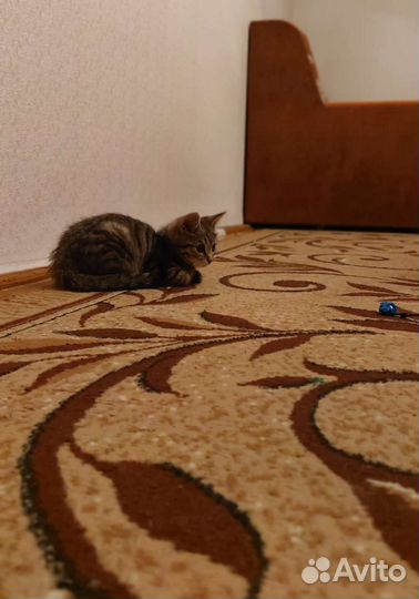 Кошка бесплатная в добрый руки