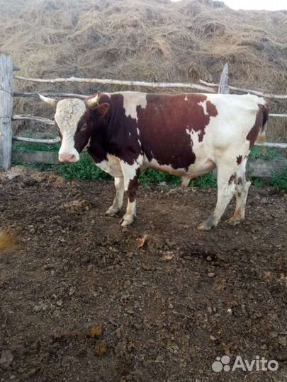 Тёлки стельные