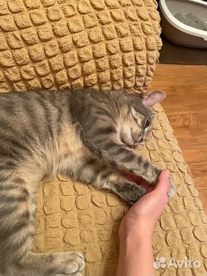 Присмотр за животными