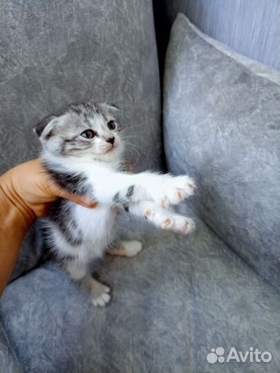 Домашние животные котята