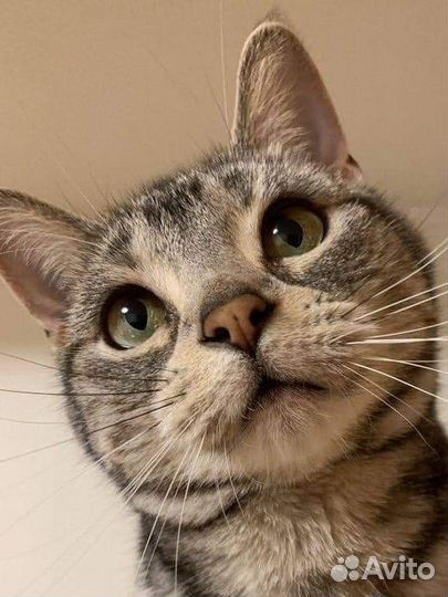 Серый котенок