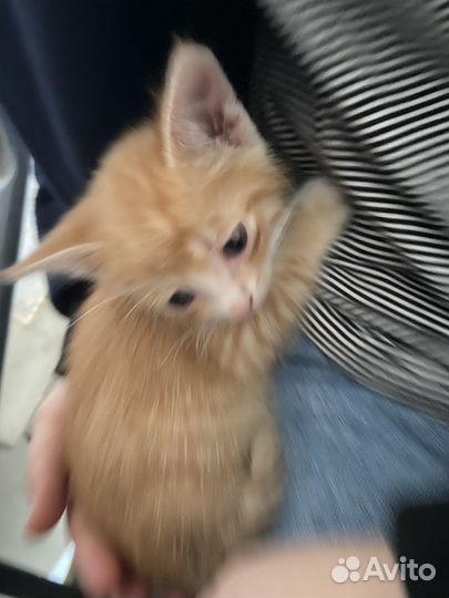 Котенок, мальчик
