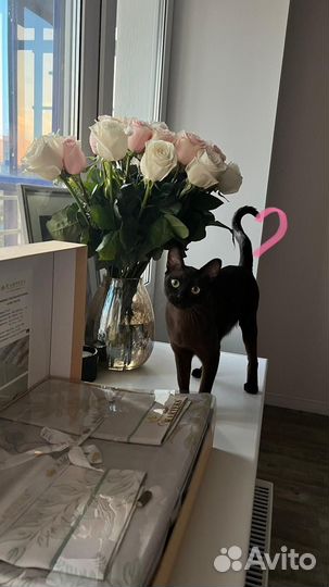 Европейская бурма котята