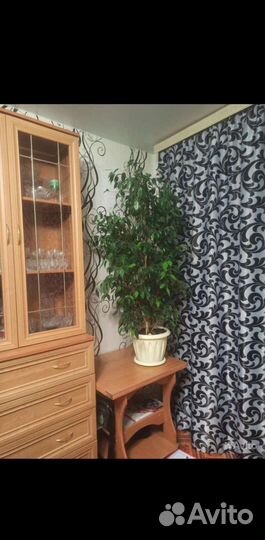 Фикус бенджамина большой