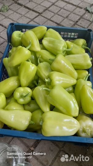 Перец острый