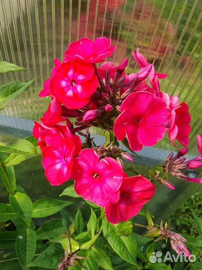 Растения для сада