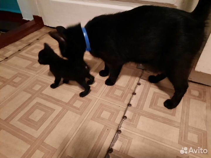 Котята в добрые руки бесплатно