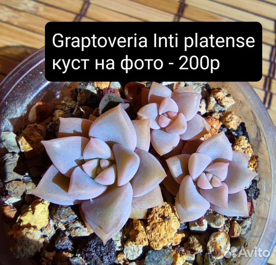 Суккуленты 1