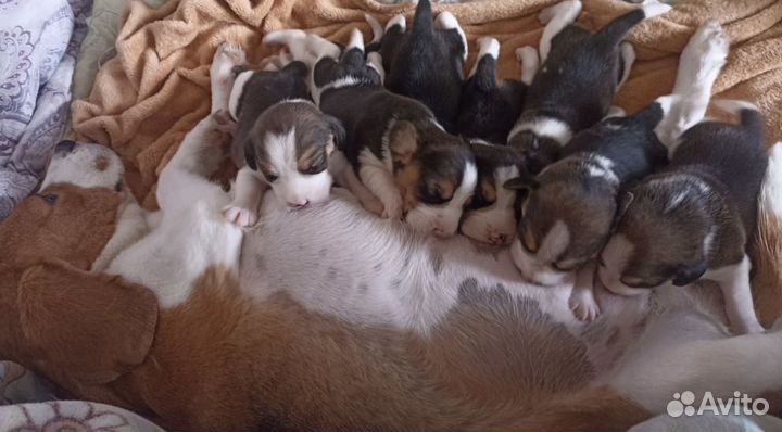 Щенки Бигль