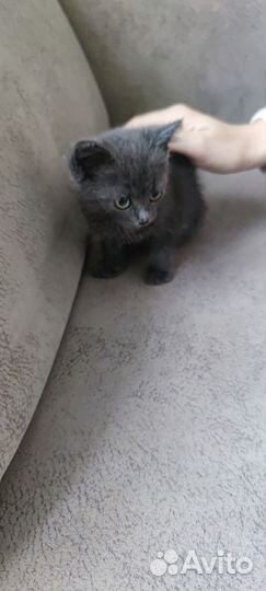 Серый котенок