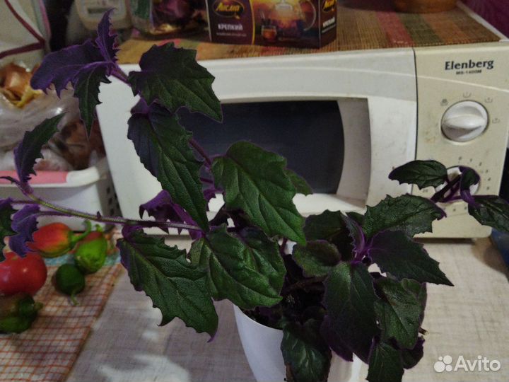 Домашние цветы цветущие