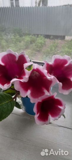 Отводки фиалок и глоксиний(лист)